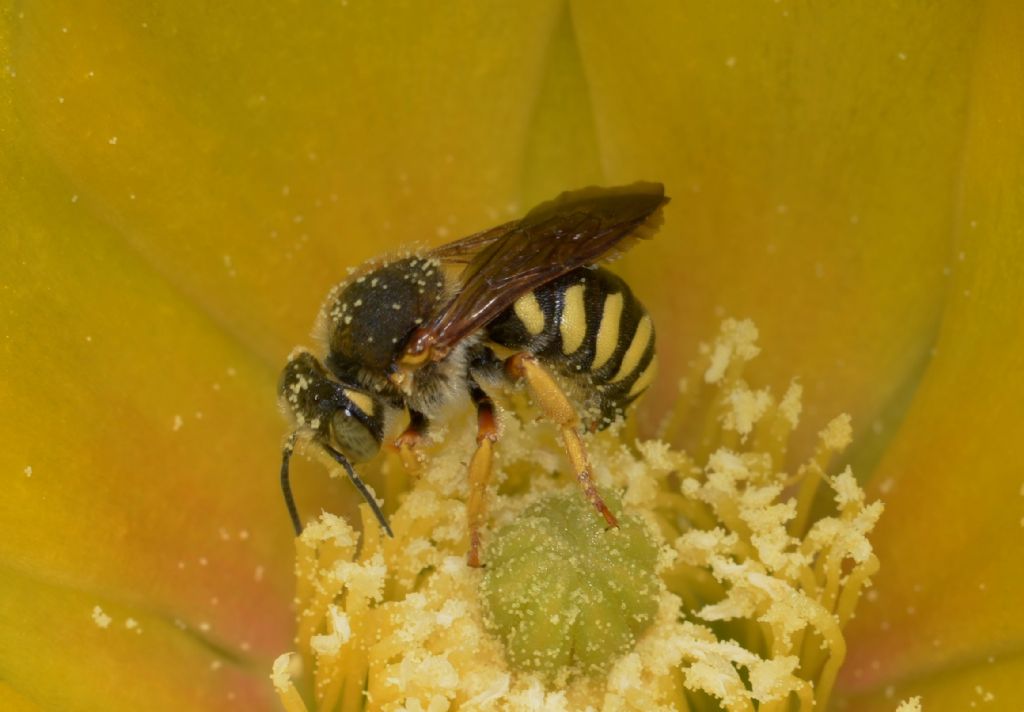 Anthidium manicatum ?